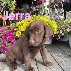 Jerra, Chocolate Labrador Retriever Puppy
